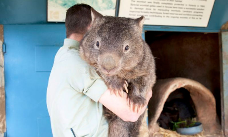Illustration for article titled Australian Animals That Won't Kill You, Ranked